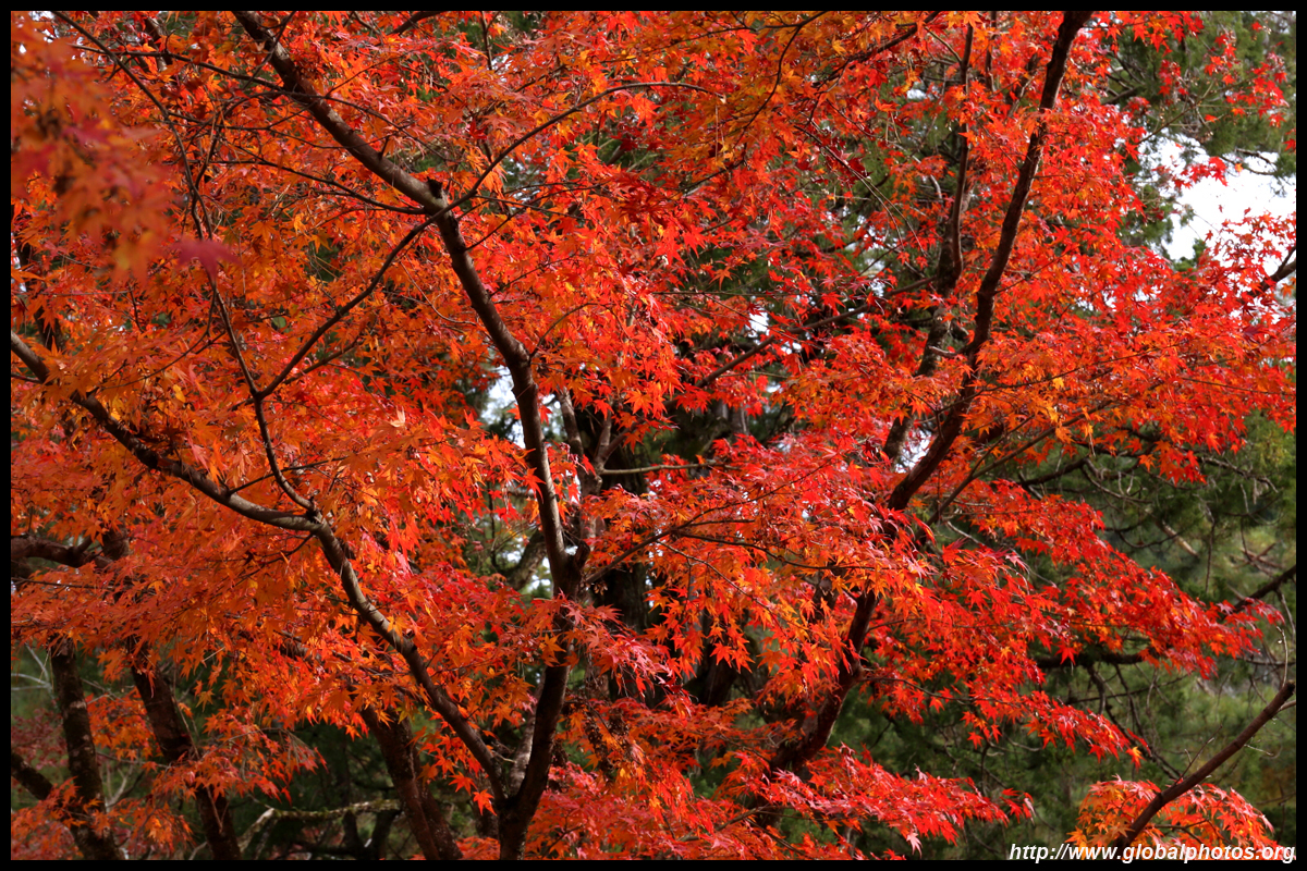 Autumn 5. Краски осени название. Осенняя 5.